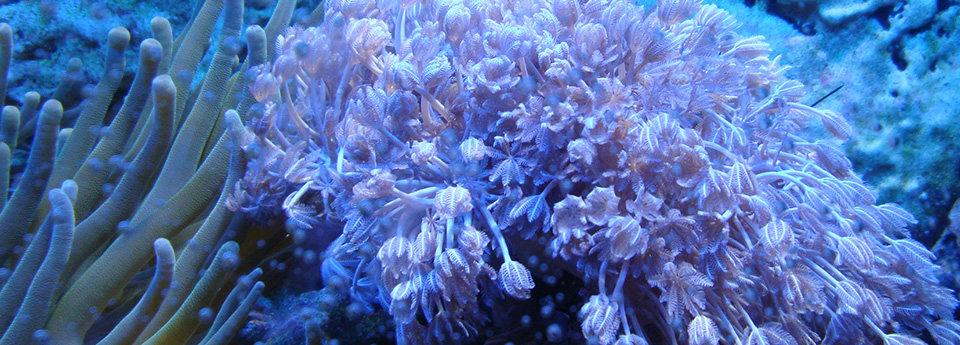 Blumen des Meeres Blumen des Meeres